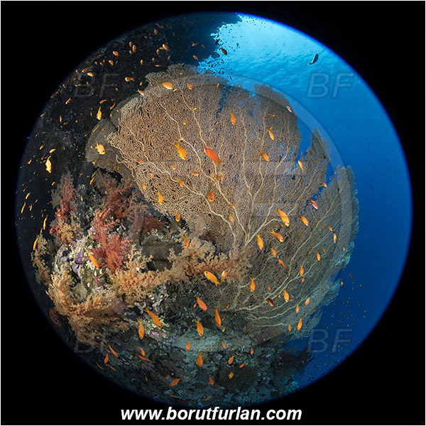 Ras Muhammad, Sinai, Egypt, Red sea, Pseudanthias squamipinnis, Pseudanthias, Serranidae, Lyretail Anthias, Sea goldie, Anthias, Fish, Fish school, Annella mollis, Annella, Subergorgiidae, Gorgonian Sea Fan, Giant Sea Fan, Gorgonia, Coral, Anthozoa, Cnidaria, Cnidarian, Reef, Circular image, Circular Fisheye lens