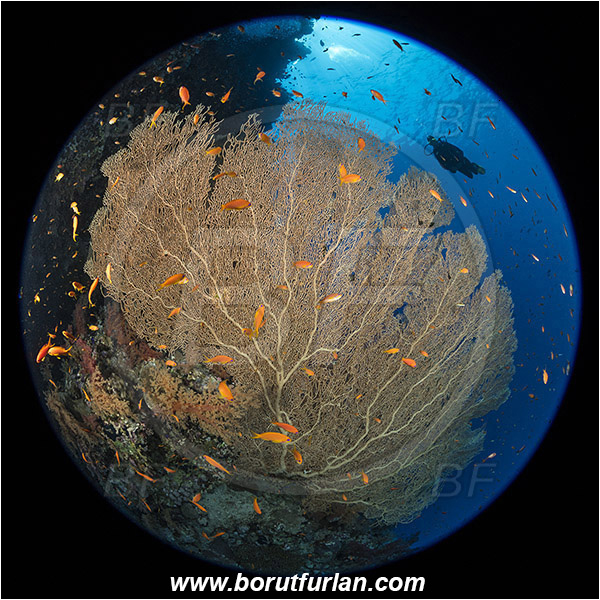 Ras Muhammad, Sinai, Egypt, Red sea, Annella mollis, Annella, Subergorgiidae, Gorgonian Sea Fan, Giant Sea Fan, Gorgonia, Coral, Anthozoa, Cnidaria, Cnidarian, Reef, Circular image, Circular Fisheye lens, Diver