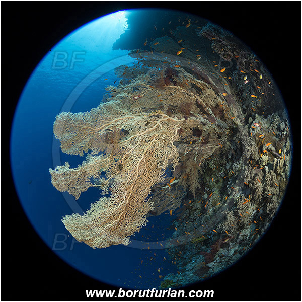 Ras Muhammad, Sinai, Egypt, Red sea, Annella mollis, Annella, Subergorgiidae, Gorgonian Sea Fan, Giant Sea Fan, Gorgonia, Coral, Anthozoa, Cnidaria, Cnidarian, Reef, Circular image, Circular Fisheye lens