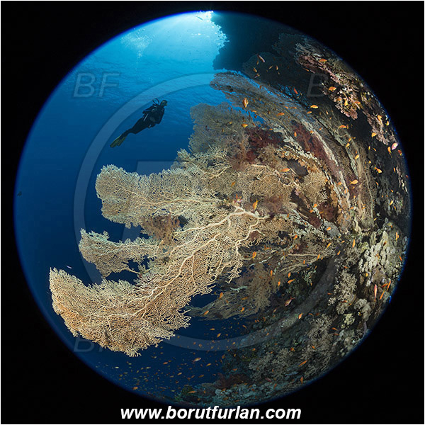 Ras Muhammad, Sinai, Egypt, Red sea, Annella mollis, Annella, Subergorgiidae, Gorgonian Sea Fan, Giant Sea Fan, Gorgonia, Coral, Anthozoa, Cnidaria, Cnidarian, Reef, Circular image, Circular Fisheye lens, Diver