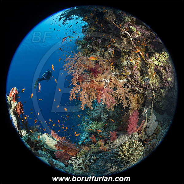 Ras Muhammad, Sinai, Egypt, Red sea, Dendronephthya hemprichi, Dendronephthya, Nephtheidae, Soft coral, Coral, Anthozoa, Cnidaria, Cnidarian, Reef, Diver, Circular image, Circular Fisheye lens