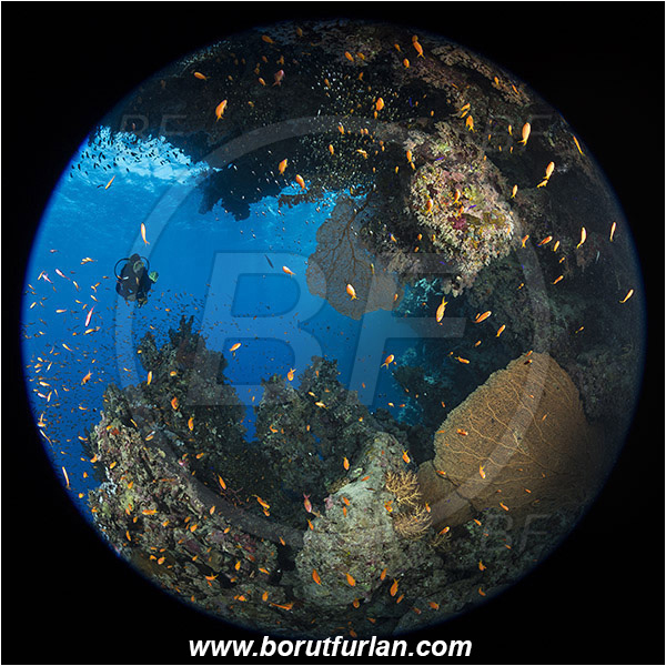 Ras Muhammad, Sinai, Egypt, Red sea, Pseudanthias squamipinnis, Pseudanthias, Serranidae, Lyretail Anthias, Sea goldie, Anthias, Fish, Fish school, Annella mollis, Annella, Subergorgiidae, Gorgonian Sea Fan, Giant Sea Fan, Gorgonia, Coral, Anthozoa, Cnidaria, Cnidarian, Reef, Circular image, Circular Fisheye lens, Diver, Overhang