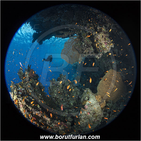 Ras Muhammad, Sinai, Egypt, Red sea, Pseudanthias squamipinnis, Pseudanthias, Serranidae, Lyretail Anthias, Sea goldie, Anthias, Fish, Fish school, Annella mollis, Annella, Subergorgiidae, Gorgonian Sea Fan, Giant Sea Fan, Gorgonia, Coral, Anthozoa, Cnidaria, Cnidarian, Reef, Circular image, Circular Fisheye lens, Diver, Overhang