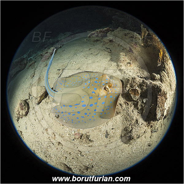 Ras Muhammad, Sinai, Egypt, Red sea, Taeniura lymma, Taeniura, Dasyatidae, Elasmobranchii, Bluespotted ribbontail ray, Blue spotted stingray, Stingray, Reef, Fish, Circular image, Circular Fisheye lens