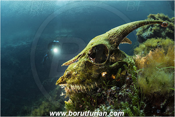 Island Susac, Croatia, Adriatic Sea, Mediterranean sea, Goat scull, Algae, Backlight, Backlit, Diver