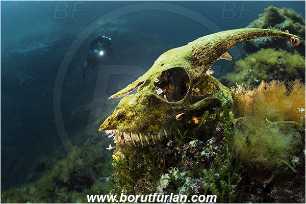 Island Susac, Croatia, Adriatic Sea, Mediterranean sea, Goat scull, Algae, Backlight, Backlit, Diver