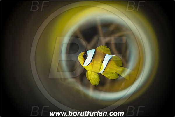 Marsa Shagra, Marsa Alam, Egypt, Red sea, Amphiprion bicinctus, Amphiprion, Pomacentridae, Red Sea Anemonefish, Anemonefish, Red sea Clownfish, Clownfish, Fish, Swirl, View through reflective tube, Abstract reflection