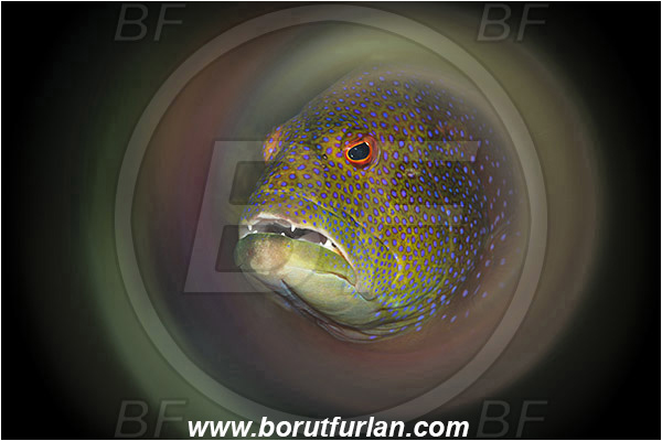 Marsa Shagra, Marsa Alam, Egypt, Red sea, Variola louti, Variola, Serranidae, Yellow-edged lyretail, Lyretail grouper, Moon grouper, Grouper, Fish, Portrait, Swirl, View through reflective tube, Abstract reflection