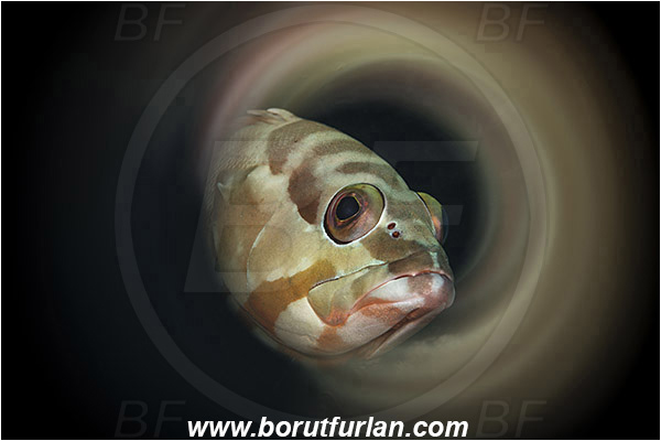 Marsa Shagra, Marsa Alam, Egypt, Red sea, Epinephelus fasciatus, Epinephelus, Serranidae, Blacktip grouper, Grouper, Fish, Portrait, Swirl, View through reflective tube, Abstract reflection