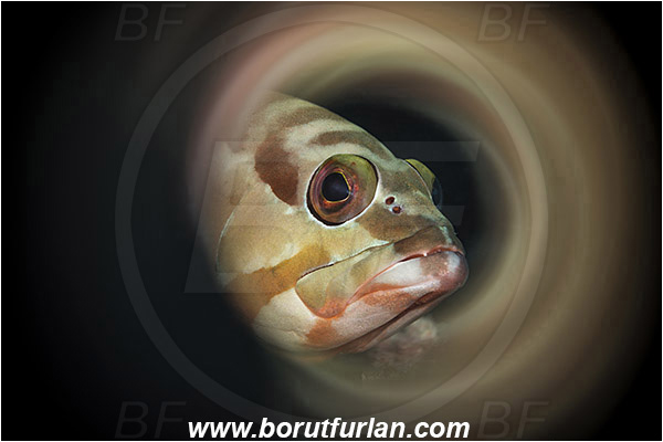 Marsa Shagra, Marsa Alam, Egypt, Red sea, Epinephelus fasciatus, Epinephelus, Serranidae, Blacktip grouper, Grouper, Fish, Portrait, Swirl, View through reflective tube, Abstract reflection