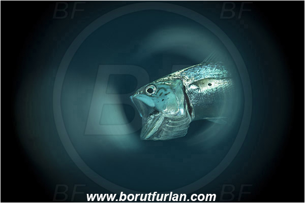 Marsa Shagra, Marsa Alam, Egypt, Red sea, Rastrelliger kanagurta, Rastrelliger, Scombridae, Indian mackerel, Fish, Portrait, Swirl, View through reflective tube, Abstract reflection