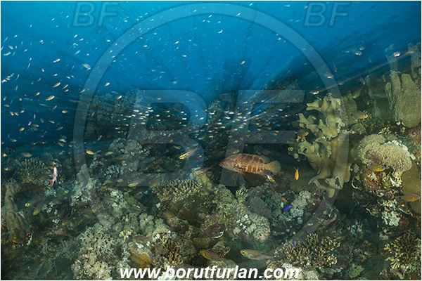Marsa Shagra, Marsa Alam, Egypt, Red sea, Cephalopholis miniata, Cephalopholis, Serranidae, Coral grouper, Grouper, Fish, Reef, Long exposure, Zoom, Zooming during exposure