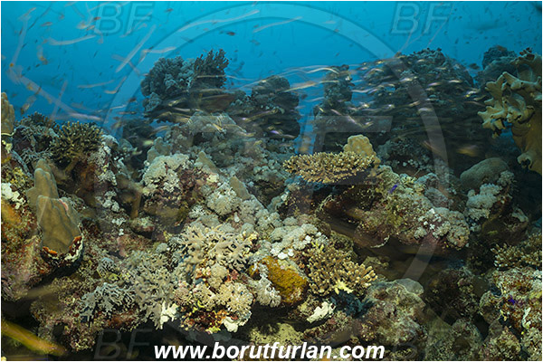 Marsa Shagra, Marsa Alam, Egypt, Red sea, Cnidaria, Cnidarian, Coral, Reef, Very long exposure, Fish, Fish school