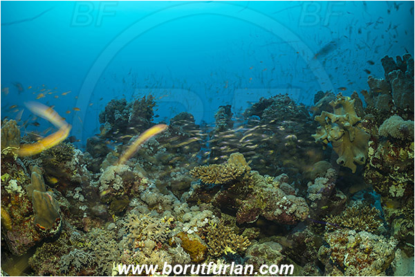 Marsa Shagra, Marsa Alam, Egypt, Red sea, Cnidaria, Cnidarian, Coral, Reef, Very long exposure, Fish, Fish school