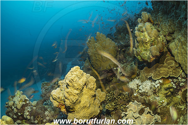 Marsa Shagra, Marsa Alam, Egypt, Red sea, Cnidaria, Cnidarian, Coral, Reef, Very long exposure, Fish
