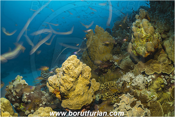Marsa Shagra, Marsa Alam, Egypt, Red sea, Cnidaria, Cnidarian, Coral, Reef, Very long exposure, Fish