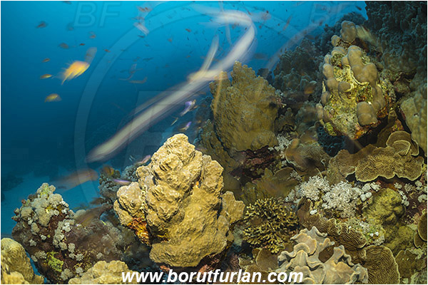 Marsa Shagra, Marsa Alam, Egypt, Red sea, Cnidaria, Cnidarian, Coral, Reef, Very long exposure, Fish