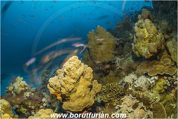 Marsa Shagra, Marsa Alam, Egypt, Red sea, Cnidaria, Cnidarian, Coral, Reef, Very long exposure, Fish
