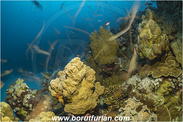 Marsa Shagra, Marsa Alam, Egypt, Red sea, Cnidaria, Cnidarian, Coral, Reef, Very long exposure, Fish