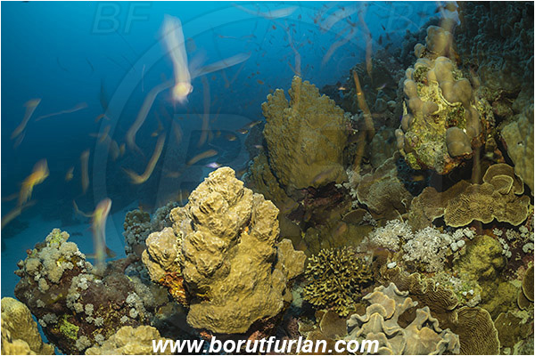 Marsa Shagra, Marsa Alam, Egypt, Red sea, Cnidaria, Cnidarian, Coral, Reef, Very long exposure, Fish