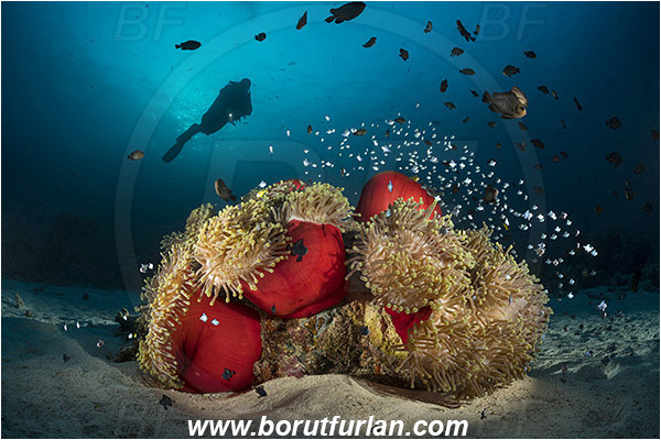 Marsa Shagra, Marsa Alam, Egypt, Red sea, Heteractis magnifica, Heteractis, Stichodactylidae, Magnificent Sea Anemone, Anemone, Anthozoa, Cnidaria, Cnidarian, Dascyllus trimaculatus, Dascyllus, Pomacentridae, Three-spot dascyllus, Fish, Reef, Spotlight, Spot illuminated, Backlight, Backlit, Diver