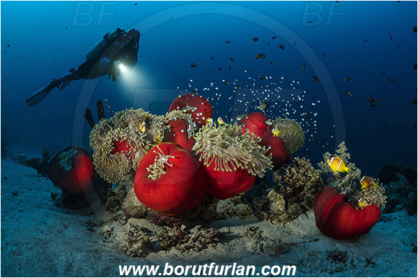 Marsa Shagra, Marsa Alam, Egypt, Red sea, Heteractis magnifica, Heteractis, Stichodactylidae, Magnificent Sea Anemone, Anemone, Anthozoa, Cnidaria, Cnidarian, Dascyllus trimaculatus, Dascyllus, Pomacentridae, Three-spot dascyllus, Amphiprion bicinctus, Amphiprion, Red Sea Anemonefish, Anemonefish, Red sea Clownfish, Clownfish, Fish, Reef, Spotlight, Spot illuminated, Diver