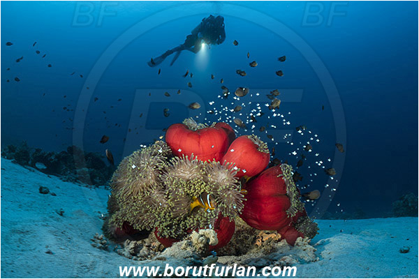 Marsa Shagra, Marsa Alam, Egypt, Red sea, Heteractis magnifica, Heteractis, Stichodactylidae, Magnificent Sea Anemone, Anemone, Anthozoa, Cnidaria, Cnidarian, Dascyllus trimaculatus, Dascyllus, Pomacentridae, Three-spot dascyllus, Amphiprion bicinctus, Amphiprion, Red Sea Anemonefish, Anemonefish, Red sea Clownfish, Clownfish, Fish, Reef, Spotlight, Spot illuminated, Diver