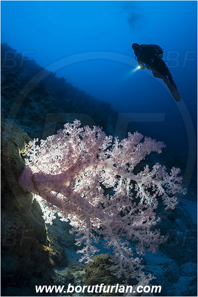 Marsa Shagra, Marsa Alam, Egypt, Red sea, Dendronephthya sp., Dendronephthya, Nephtheidae, Soft coral, Coral, Anthozoa, Cnidaria, Cnidarian, Reef, Backlight, Backlit, Diver