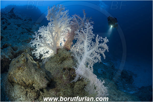 Marsa Shagra, Marsa Alam, Egypt, Red sea, Dendronephthya sp., Dendronephthya, Nephtheidae, Soft coral, Coral, Anthozoa, Cnidaria, Cnidarian, Reef, Backlight, Backlit, Diver