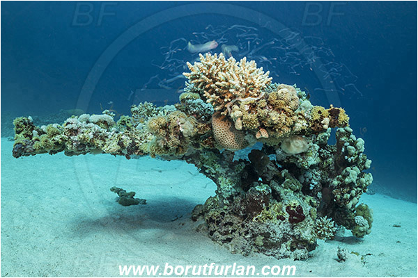 Marsa Shagra, Marsa Alam, Egypt, Red sea, Cnidaria, Cnidarian, Coral, Reef, Very long exposure, Fish