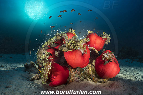 Marsa Shagra, Marsa Alam, Egypt, Red sea, Heteractis magnifica, Heteractis, Stichodactylidae, Magnificent Sea Anemone, Anemone, Anthozoa, Cnidaria, Cnidarian, Dascyllus trimaculatus, Dascyllus, Pomacentridae, Three-spot dascyllus, Fish, Reef, Spotlight, Spot illuminated, Backlight, Backlit