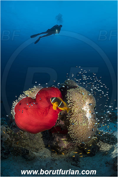 Marsa Shagra, Marsa Alam, Egypt, Red sea, Heteractis magnifica, Heteractis, Stichodactylidae, Magnificent Sea Anemone, Anemone, Anthozoa, Cnidaria, Cnidarian, Dascyllus trimaculatus, Dascyllus, Pomacentridae, Three-spot dascyllus, Amphiprion bicinctus, Amphiprion, Red Sea Anemonefish, Anemonefish, Red sea Clownfish, Clownfish, Fish, Reef, Spotlight, Spot illuminated, Diver