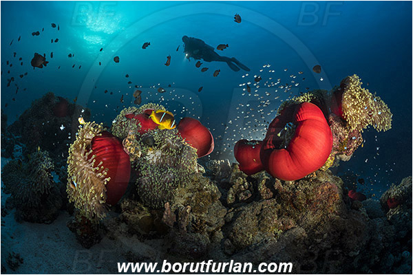 Marsa Shagra, Marsa Alam, Egypt, Red sea, Heteractis magnifica, Heteractis, Stichodactylidae, Magnificent Sea Anemone, Anemone, Anthozoa, Cnidaria, Cnidarian, Dascyllus trimaculatus, Dascyllus, Pomacentridae, Three-spot dascyllus, Amphiprion bicinctus, Amphiprion, Red Sea Anemonefish, Anemonefish, Red sea Clownfish, Clownfish, Fish, Reef, Spotlight, Spot illuminated, Backlight, Backlit, Diver