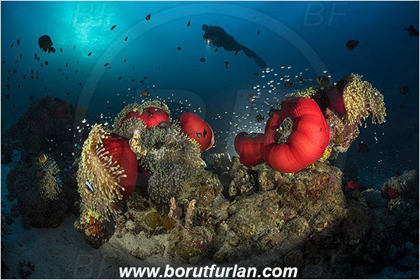 Marsa Shagra, Marsa Alam, Egypt, Red sea, Heteractis magnifica, Heteractis, Stichodactylidae, Magnificent Sea Anemone, Anemone, Anthozoa, Cnidaria, Cnidarian, Dascyllus trimaculatus, Dascyllus, Pomacentridae, Three-spot dascyllus, Fish, Reef, Spotlight, Spot illuminated, Backlight, Backlit, Diver