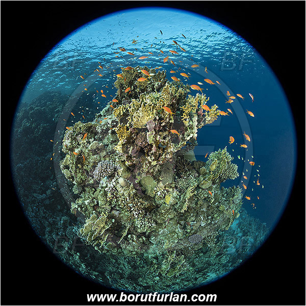 Marsa Shagra, Marsa Alam, Egypt, Red sea, Coral, Anthozoa, Cnidaria, Cnidarian, Reef, Fish school, Circular image, Circular Fisheye lens