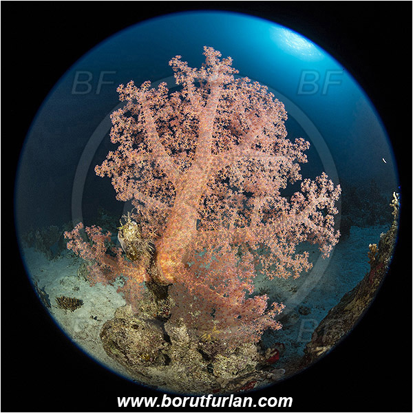Marsa Shagra, Marsa Alam, Egypt, Red sea, Dendronephthya hemprichi, Dendronephthya, Nephtheidae, Soft coral, Coral, Anthozoa, Cnidaria, Cnidarian, Reef, Circular image, Circular Fisheye lens