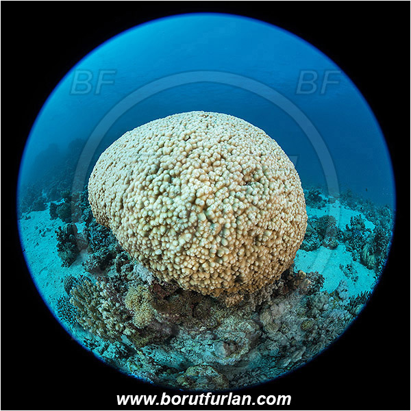 Marsa Shagra, Marsa Alam, Egypt, Red sea, Astreopora myriophthalma, Astreopora, Acroporidae, Coral, Anthozoa, Cnidaria, Cnidarian, Hard coral, Reef, Circular image, Circular Fisheye lens