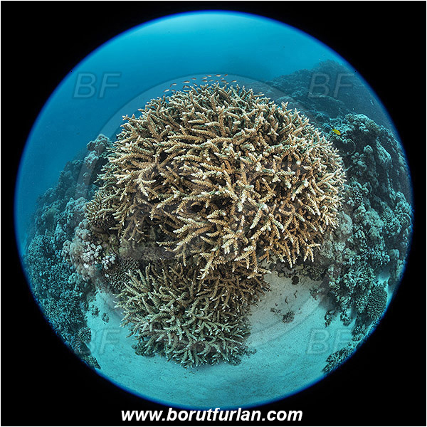 Marsa Shagra, Marsa Alam, Egypt, Red sea, Acropora hemprichii, Acropora, Acroporidae, Coral, Anthozoa, Cnidaria, Cnidarian, Hard coral, Reef, Circular image, Circular Fisheye lens