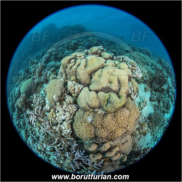 Marsa Shagra, Marsa Alam, Egypt, Red sea, Coral, Anthozoa, Cnidaria, Cnidarian, Hard coral, Reef, Circular image, Circular Fisheye lens