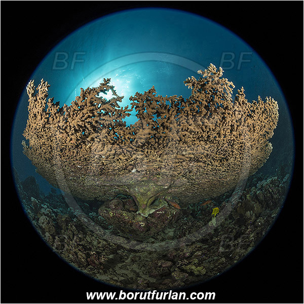 Marsa Shagra, Marsa Alam, Egypt, Red sea, Acropora pharaonis, Acropora, Acroporidae, Coral, Anthozoa, Cnidaria, Cnidarian, Hard coral, Reef, Circular image, Circular Fisheye lens