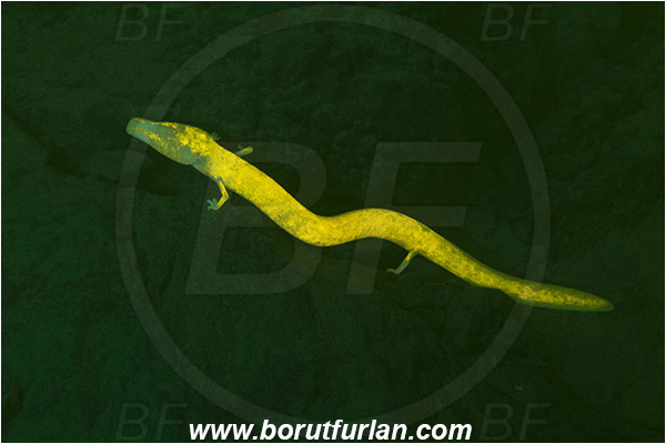 Cave, Veliko okence, Vrhnika, Slovenia, Olm, Cave salamander, Proteus anguinus, Amphibian, Proteidae, UV, UV illumination, UV light, Biofluorescence