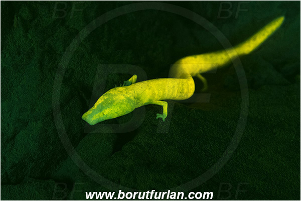 Cave, Veliko okence, Vrhnika, Slovenia, Olm, Cave salamander, Proteus anguinus, Amphibian, Proteidae, UV, UV illumination, UV light, Biofluorescence