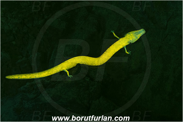 Cave, Veliko okence, Vrhnika, Slovenia, Olm, Cave salamander, Proteus anguinus, Amphibian, Proteidae, UV, UV illumination, UV light, Biofluorescence