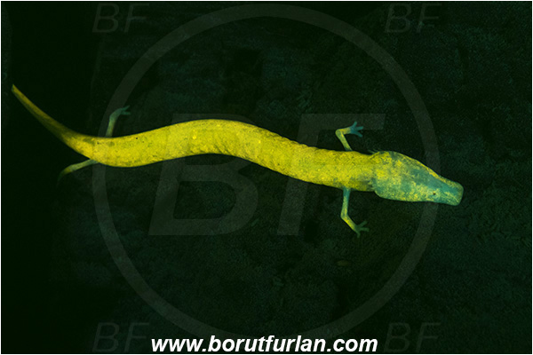 Cave, Veliko okence, Vrhnika, Slovenia, Olm, Cave salamander, Proteus anguinus, Amphibian, Proteidae, UV, UV illumination, UV light, Biofluorescence