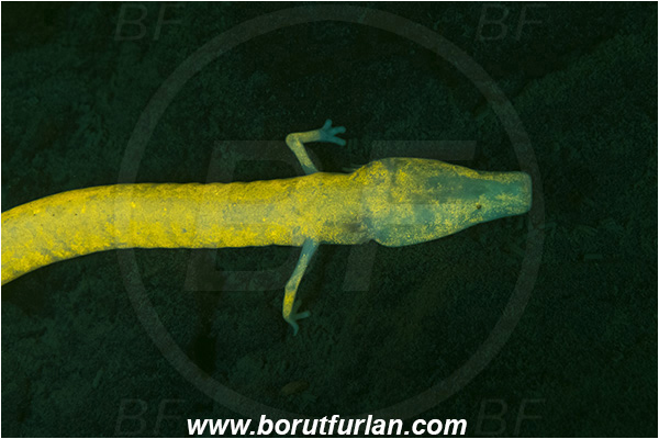 Cave, Veliko okence, Vrhnika, Slovenia, Olm, Cave salamander, Proteus anguinus, Amphibian, Proteidae, Portrait, UV, UV illumination, UV light, Biofluorescence