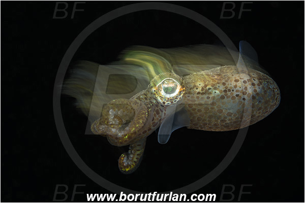 Piran, Slovenia, Adriatic sea, Mediterranean sea, Sepiola sp., Sepiola, Sepiolidae, Sepiola cuttlefish, Cuttlefish, Cephalopoda, Mollusca, Mollusc, Long exposure, Panning
