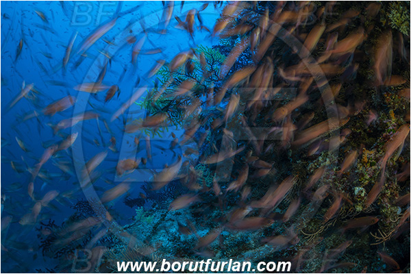 Island Susac, Croatia, Adriatic sea, Mediterranean sea, Anthias anthias, Anthias, Serranidae, Swallowtail seaperch, Seaperch, Fish, Fish school, Reef, Very long exposure