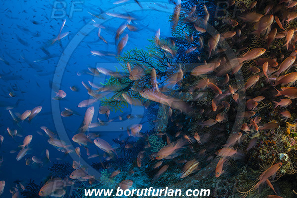 Island Susac, Croatia, Adriatic sea, Mediterranean sea, Anthias anthias, Anthias, Serranidae, Swallowtail seaperch, Seaperch, Fish, Fish school, Reef, Very long exposure