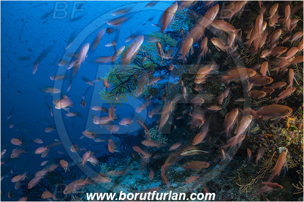 Island Susac, Croatia, Adriatic sea, Mediterranean sea, Anthias anthias, Anthias, Serranidae, Swallowtail seaperch, Seaperch, Fish, Fish school, Reef, Very long exposure