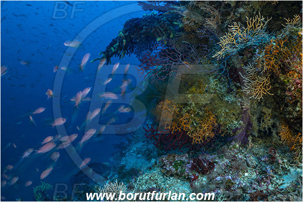 Island Susac, Croatia, Adriatic sea, Mediterranean sea, Anthias anthias, Anthias, Serranidae, Swallowtail seaperch, Seaperch, Fish, Fish school, Reef, Very long exposure